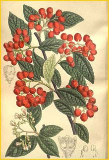  ( Cotoneaster moupinensis floribunda ) Curtis's Botanical Magazine 1909