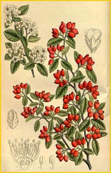  ( Cotoneaster pannosa ) Curtis's Botanical Magazine 1915