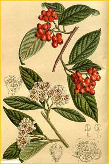    ( Cotoneaster salicifolius rugosus ) Curtis's Botanical Magazine 1917