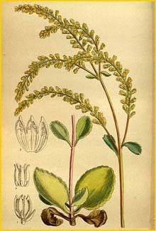   ( Cotyledon oppositifolia ) Curtis's Botanical Magazine 1919