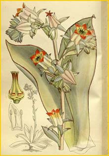  ( Cotyledon subrigida ) Curtis's Botanical Magazine 1912
