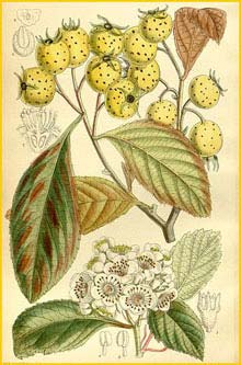    ( Crataegus pubescens stipulacea ) Curtis's Botanical Magazine 1914