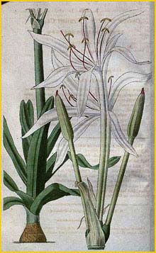   ( Crinum americanum ) Curtis's Botanical Magazine