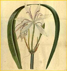    ( Crinum arenarium ) Curtis's Botanical Magazine