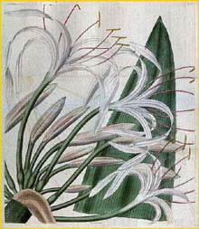   ( rinum asiaticum ) Curtis's Botanical Magazine