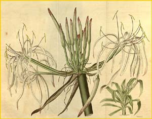   ( rinum asiaticum ) Curtis's Botanical Magazine