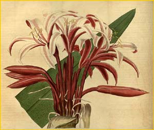     (  rinum augustum  ) Curtis's Botanical Magazine