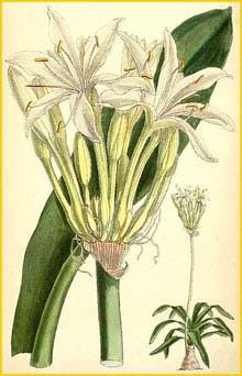    (  rinum balfouri  ) Curtis's Botanical Magazine