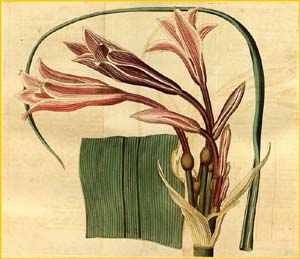    ( rinum bulbispermum  )  Curtis's Botanical Magazine