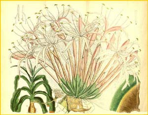   ( Crinum buphanoides )  Curtis's Botanical Magazine