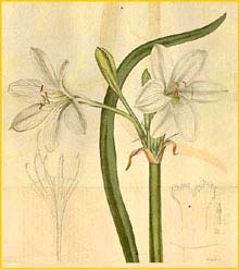    ( Crinum flaccidum ) Curtis's Botanical Magazine