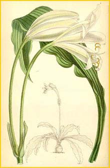  ( rinum jagus ) Curtis's Botanical Magazine