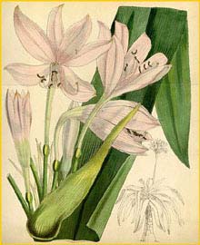  ( rinum macowanii ) Curtis's Botanical Magazine