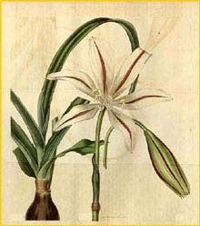   ( rinum ornatum ) Curtis's Botanical Magazine
