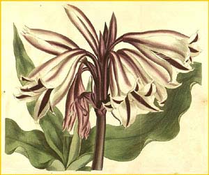   ( rinum ornatum ) Curtis's Botanical Magazine