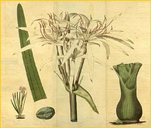   ( rinum viviparum ) Curtis's Botanical Magazine