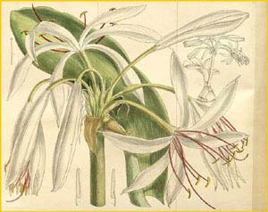   ( rinum woodrowii ) Curtis's Botanical Magazine