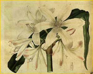   ( rinum zeylanicum  ) Curtis's Botanical Magazine