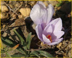   ( Crocus pallasii / sativus ),    