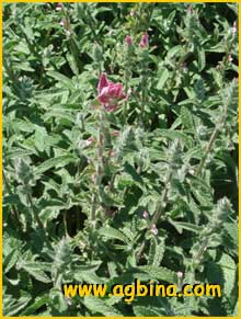 Шалфей  ( Salvia horminum )