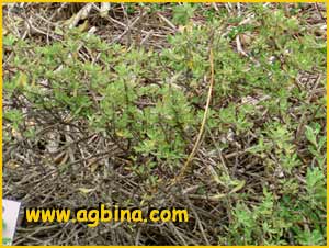 Шалфей  Мюнца ( Salvia munzii )