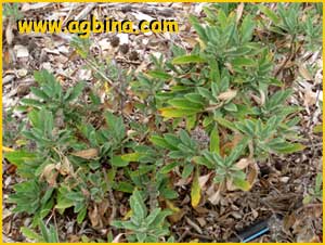 Шалфей  сономский ( Salvia sonomensis )