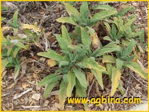 Шалфей  (Salvia spathacea)