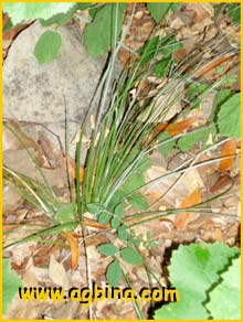    ( Xerophyllum tenax / Helonias  tenax  )