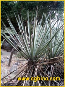   ( Yucca baccata )
