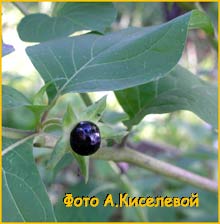    ( Atropa belladonna )