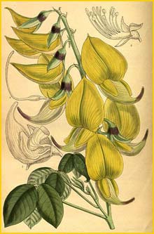   ( Crotalaria agatiflora )  Curtis's Botanical Magazine 1913