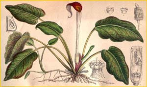   ( Cryptocoryne griffithii ) Curtis's Botanical Magazine