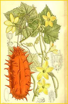   ( Cucumis metuliferus )  Curtis's Botanical Magazine 1911
