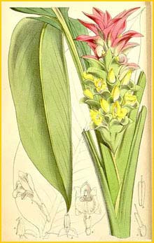   ( Curcuma australasica ) Curtis's Botanical Magazine 1867