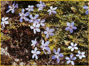   ( yananthus microphyllus  )