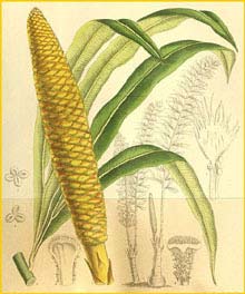  ( Cycas micholitzii ) Curtis's Botanical Magazine 1909