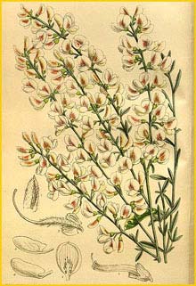   ( Cytisus albus ) Curtis's Botanical Magazine 1917