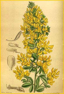     ( Cytisus monspessulanus ) Curtis's Botanical Magazine 1916