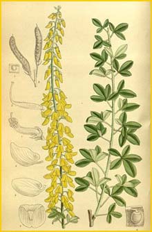   ( Cytisus nigricans ) Curtis's Botanical Magazine 1913