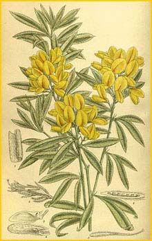   ( Cytisus pallidus ) Curtis's Botanical Magazine 1914