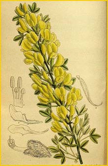   ( Cytisus ratisbonensis ) Curtis's Botanical Magazine 1916