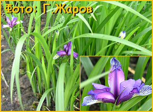   ( Iris graminea )