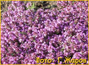    ( Thymus arcticus )