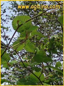   ( Corylopsis spicata )
