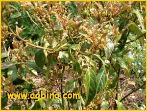   ( Helwingia chinensis f. oblanceolata)