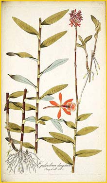   ( Epidendrum elongatum ) Icones Plantarum Rariorum