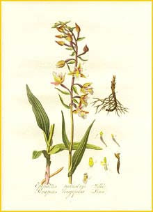   ( Epipactis palustris ) Flora batava by Jan Kops Amsterdam, 1822