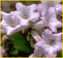   ( Eriodictyon californicum )