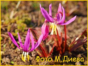   (Erythronium sibiricum)   