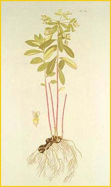   ( Euphorbia carniolica ) Flora batava by Jan Kops Amsterdam, 1822